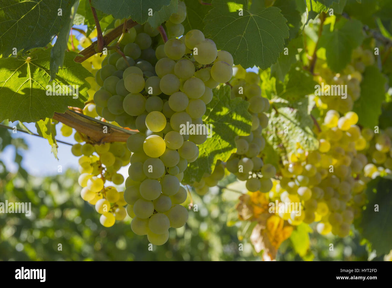 Les raisins mûrs Pinot Gris à Vineyard Okanagan Colombie-britannique Canada près de Kelowna Banque D'Images
