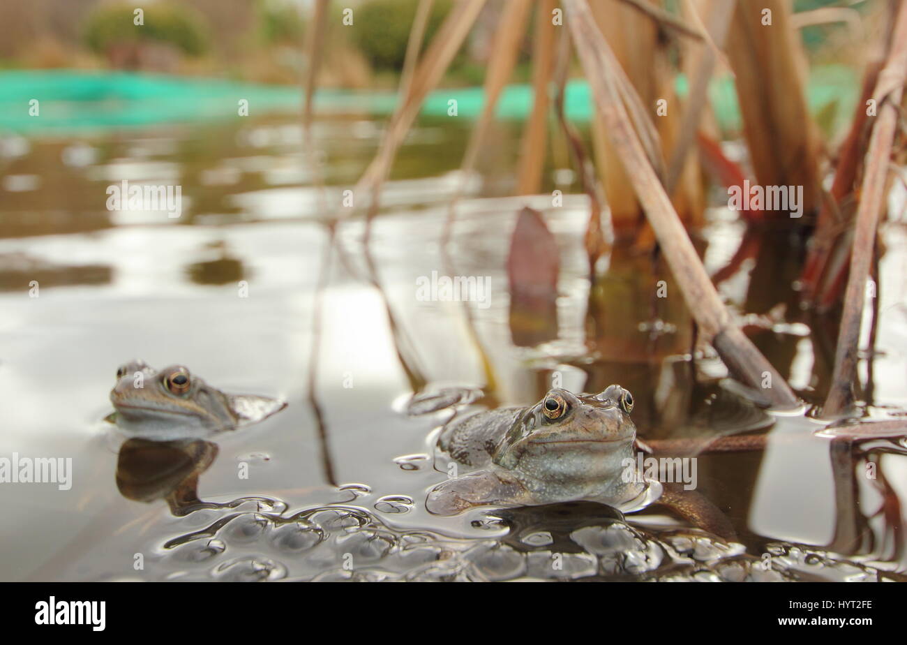 Europe les grenouilles (Rana temporaria) pondre dans un étang de jardin urbain, Derbyshire, Angleterre - mars Banque D'Images