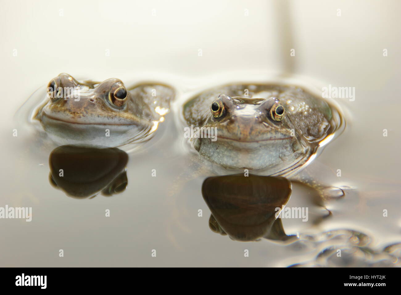 Europe les grenouilles (Rana temporaria) chorusing dans un étang de jardin urbain durant la saison de frai (reproduction), l'Angleterre, - mars Banque D'Images
