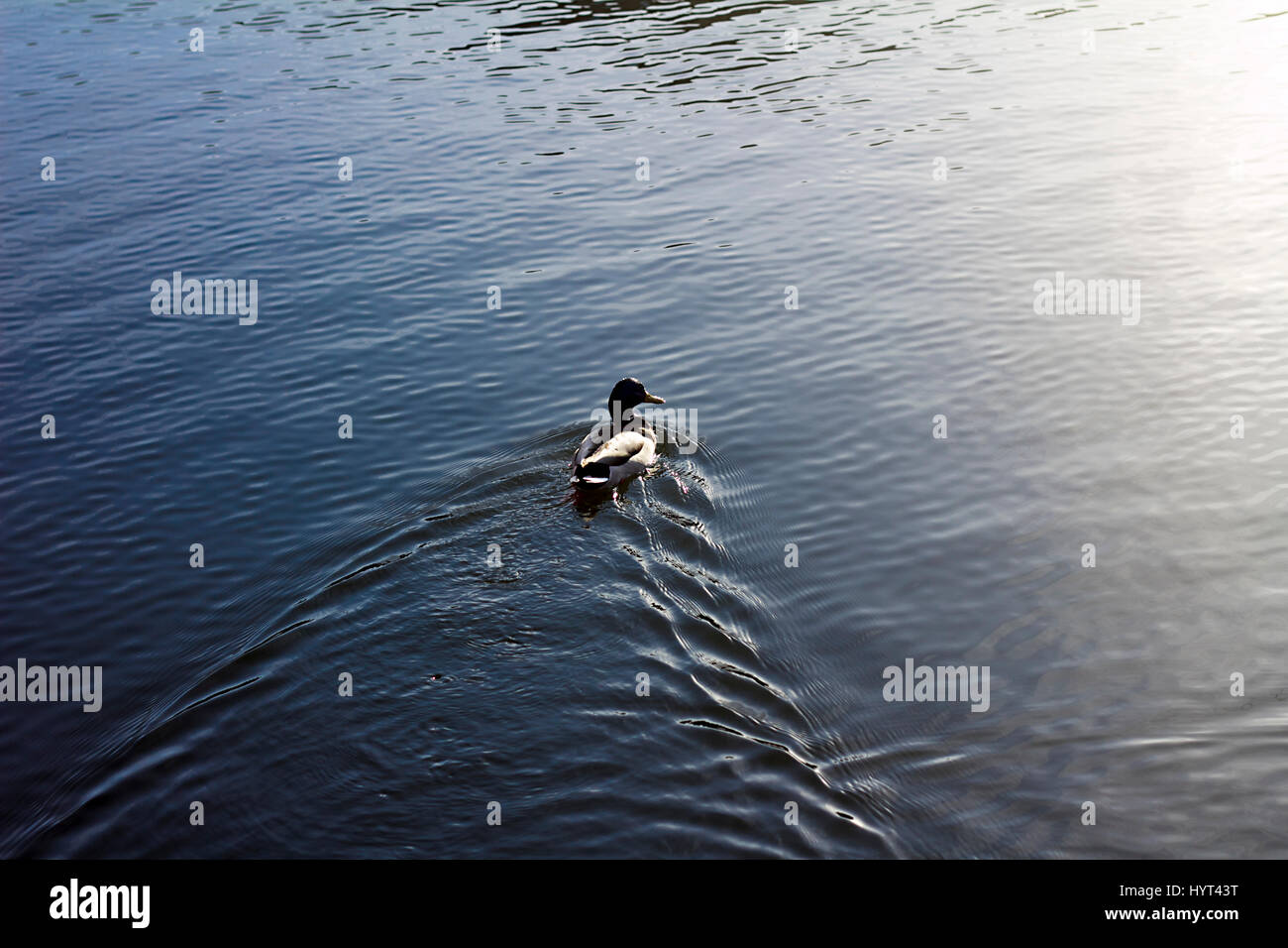 Canard colvert natation sur l'eau bleue Banque D'Images