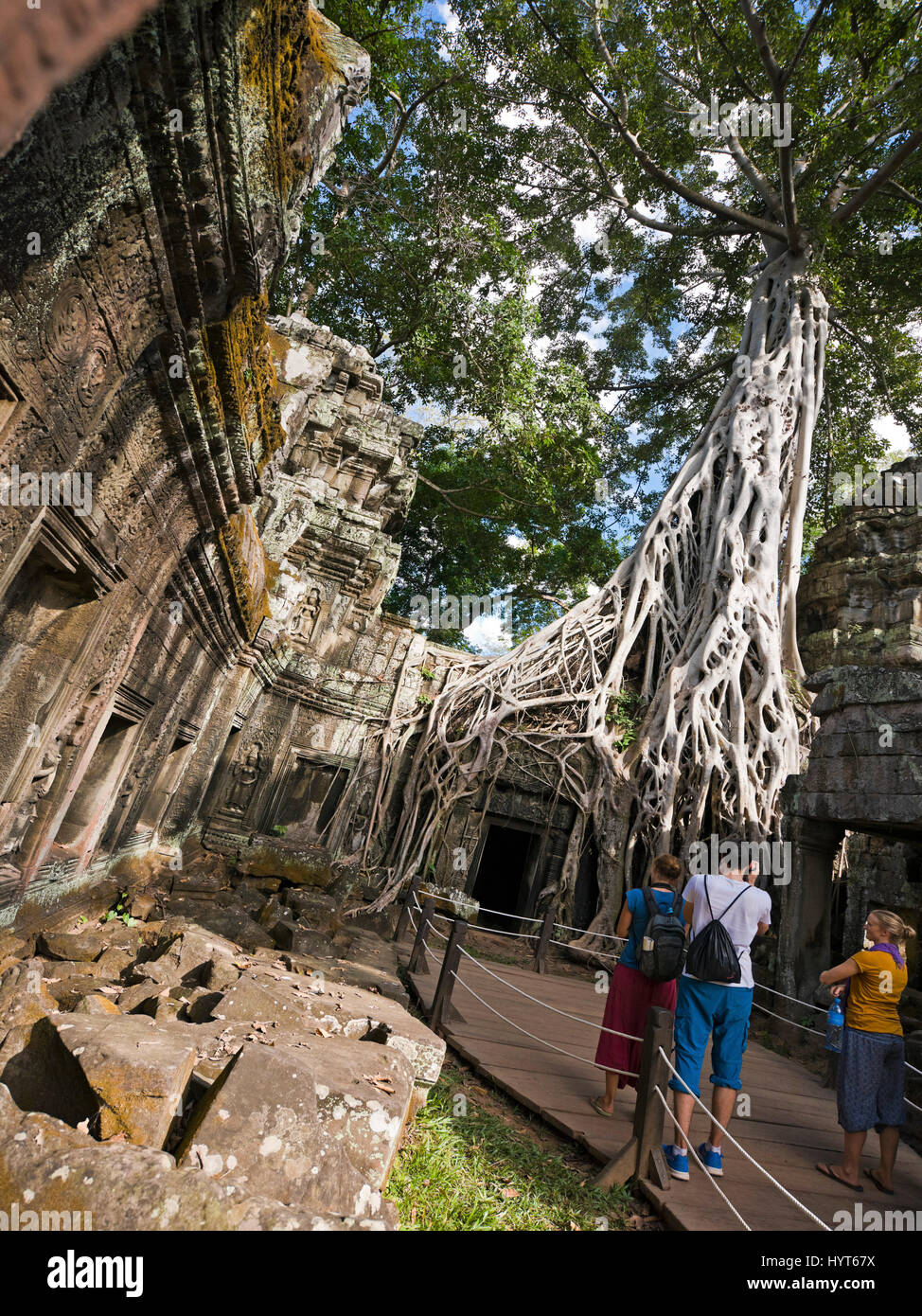 Vue verticale de l'un des nombreux arbres qui poussent à travers le temple de Ta Prohm au Cambodge Banque D'Images