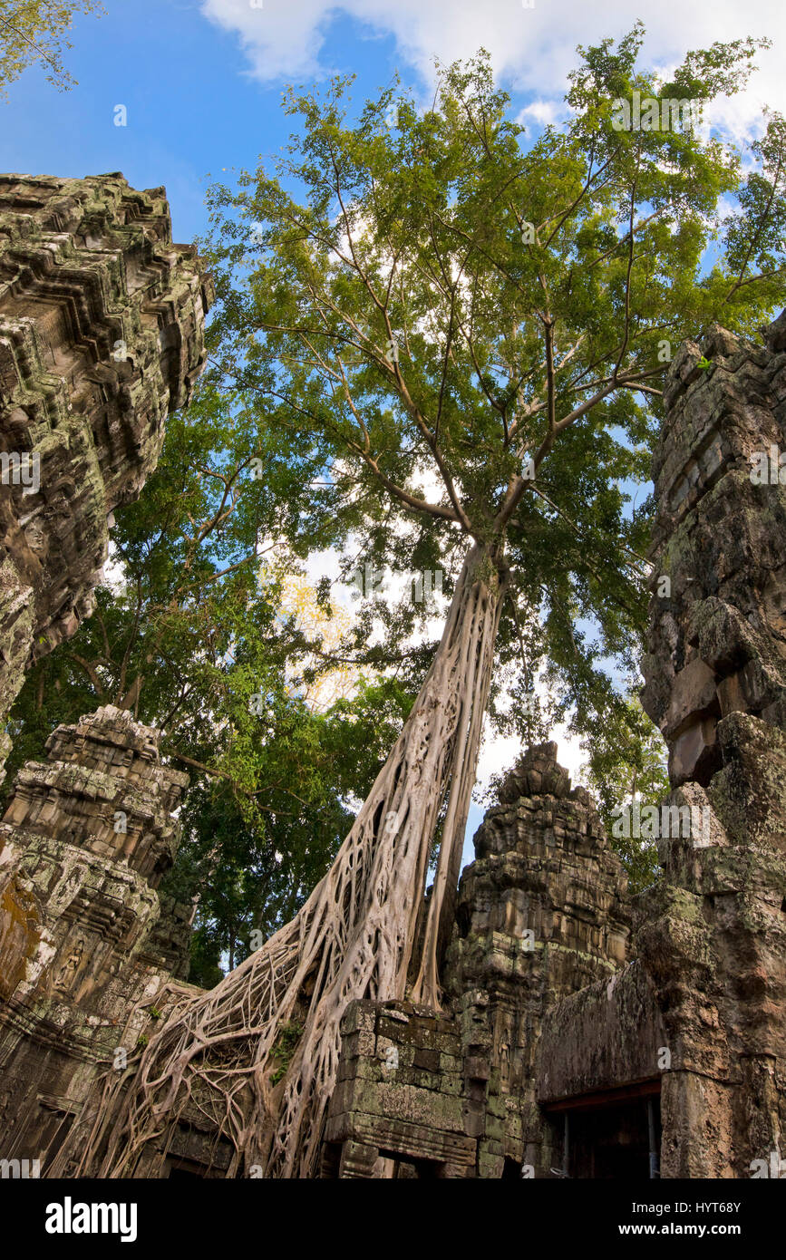 Vue verticale de l'un des nombreux arbres qui poussent à travers le temple de Ta Prohm au Cambodge. Banque D'Images