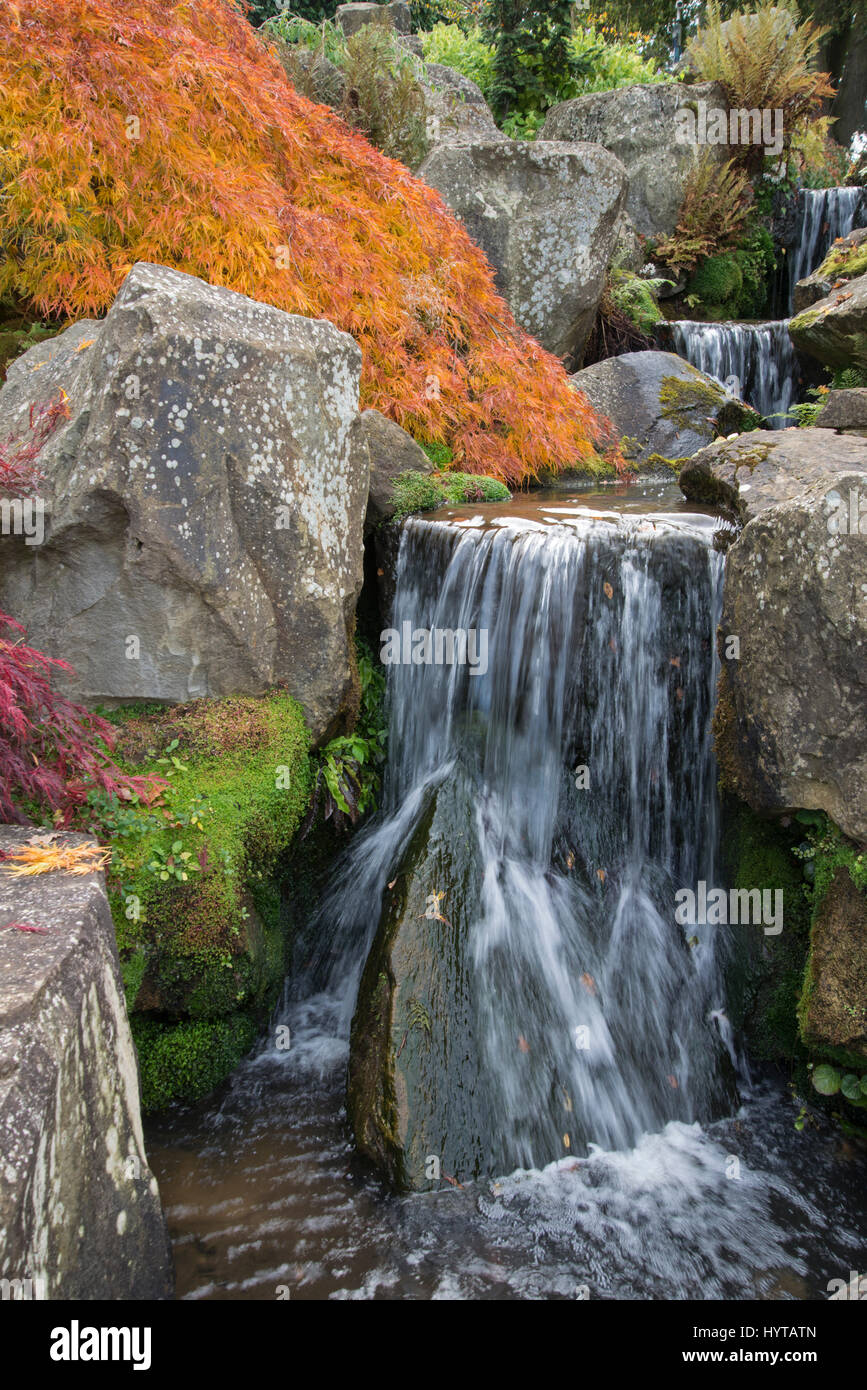 Couleurs d'automne, à l'érable (Acer sp.). Jardin botanique, Surrey, UK Banque D'Images