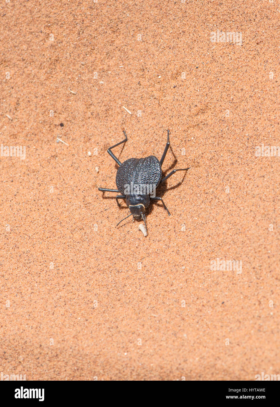 Darkling beetle, Onymacris plana, Sossusvlei, Désert du Namib, Namibie Banque D'Images