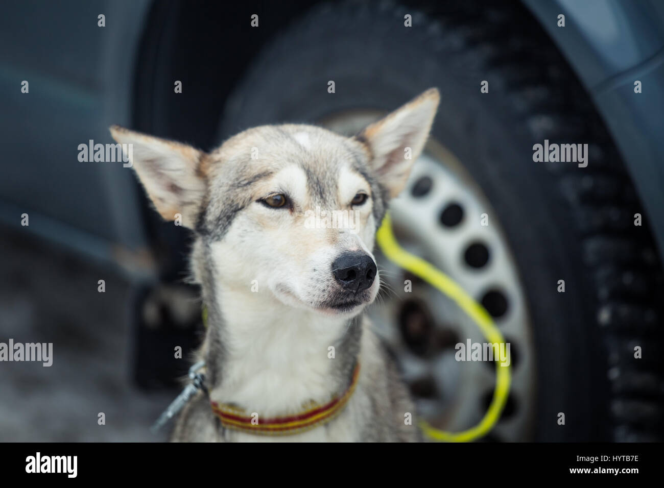 Un magnifique portrait d'un chien de traîneau sibérien longue distance Banque D'Images