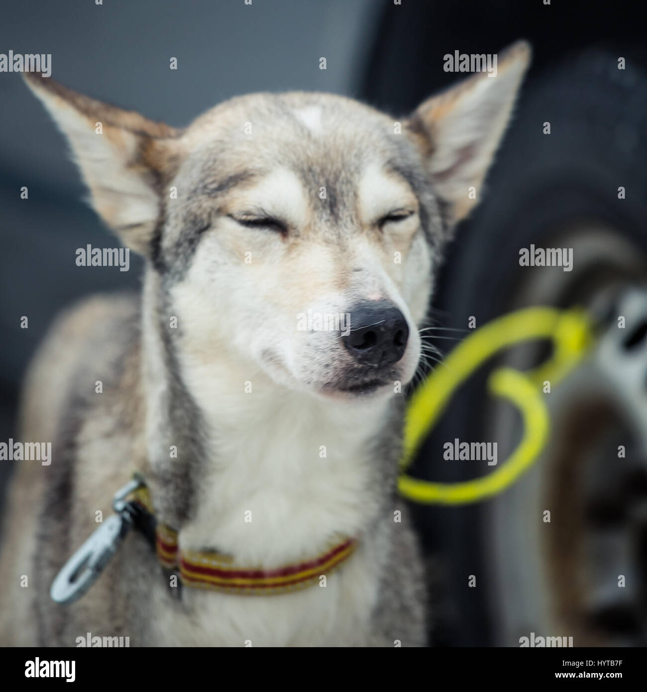 Un magnifique portrait d'un chien de traîneau sibérien longue distance Banque D'Images