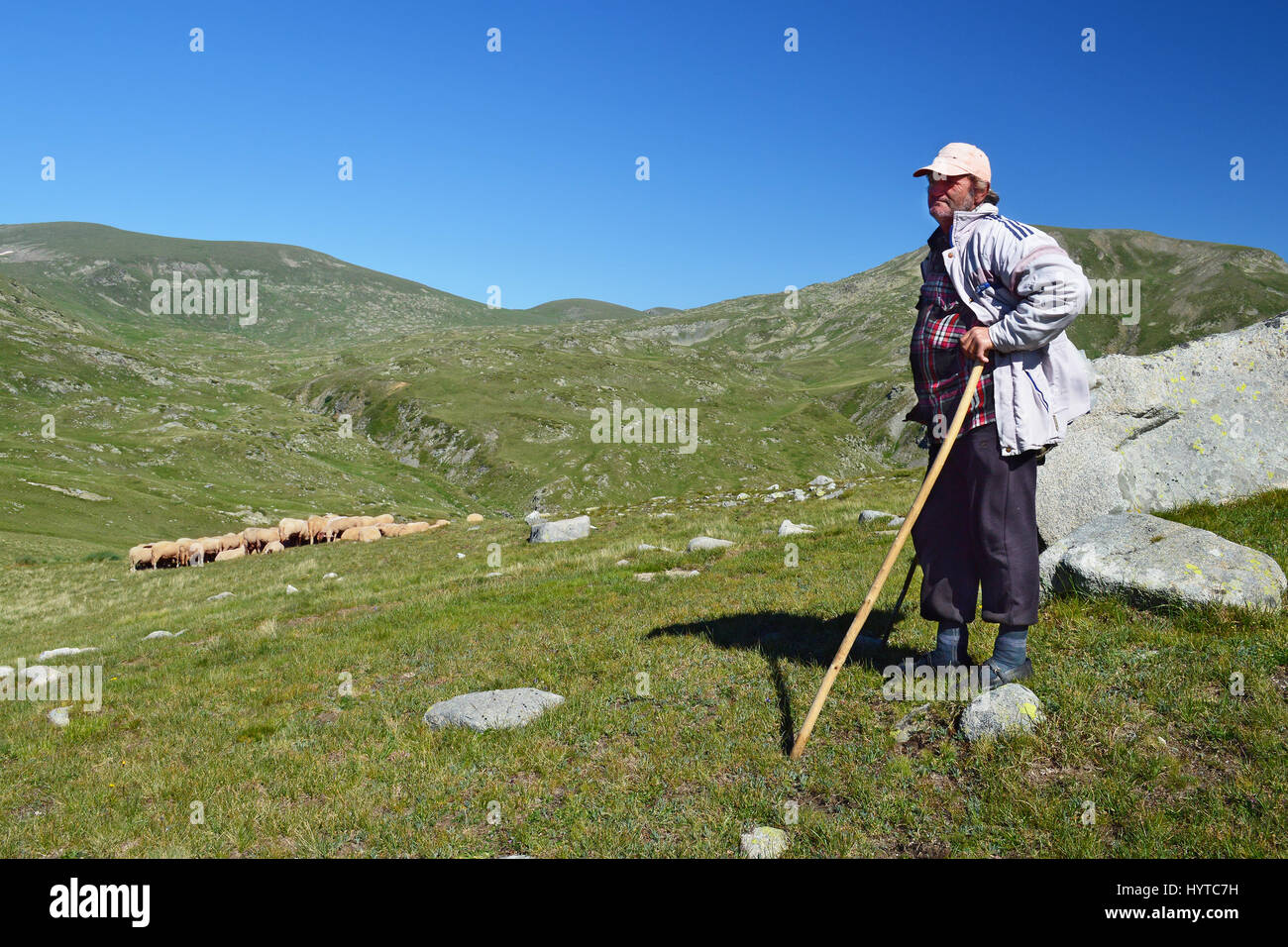 Montagne de Rila, Bulgarie - 10 juillet 2016 : vieux berger avec son troupeau dans les pâturages en haute montagne de Rila Banque D'Images