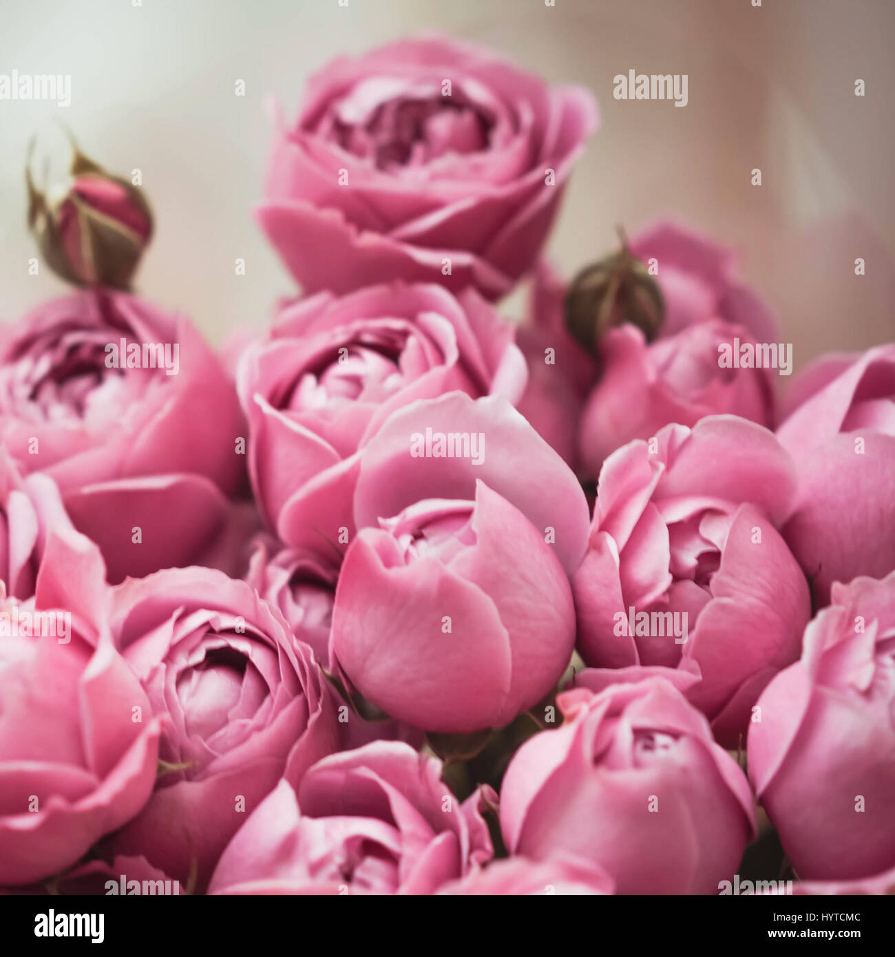 Bouquet de roses rose Banque D'Images