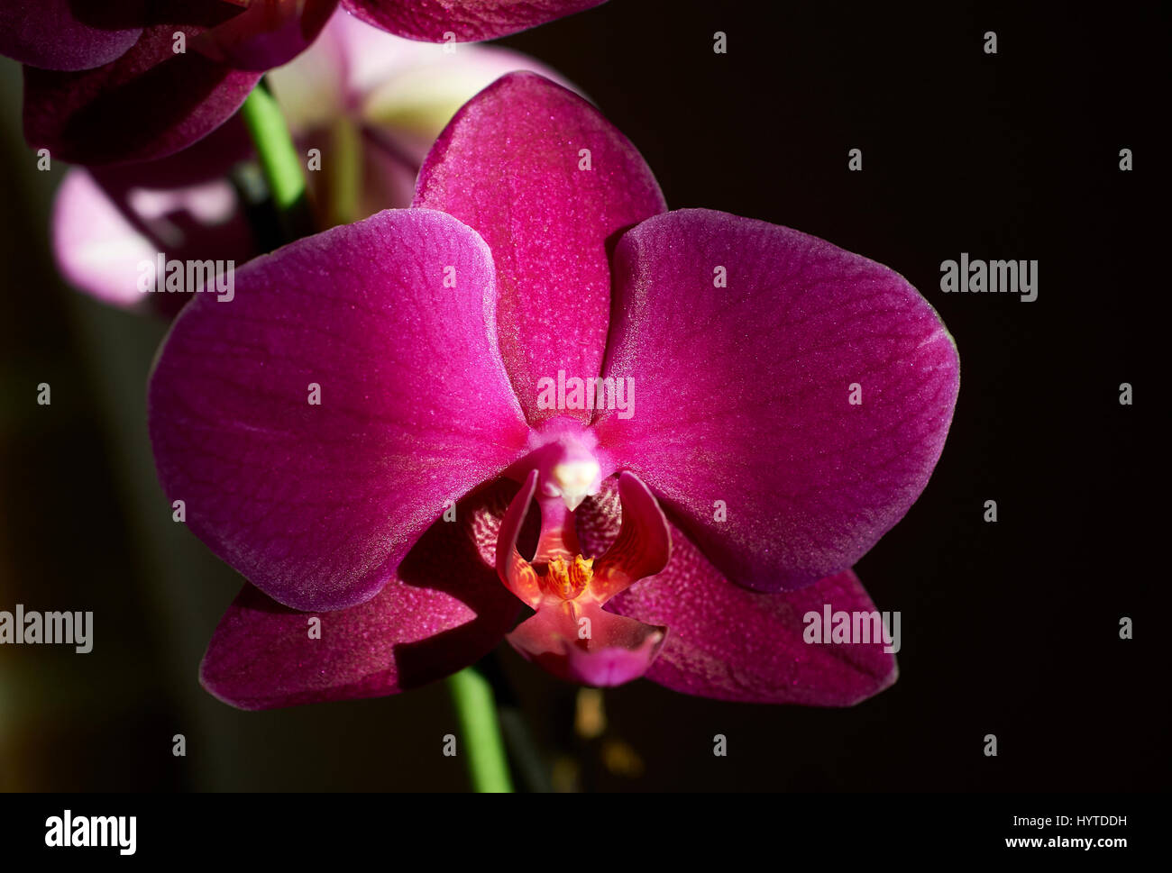 Orchidée Phalaenopsis rouge avec fond sombre Photo Stock - Alamy