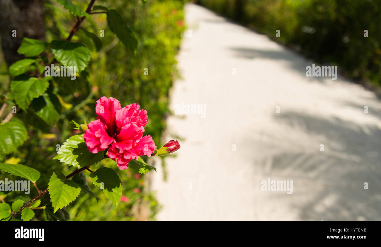 Fleur d'Hibiscus rouge à côté de chemin blanc Banque D'Images Fleur d'Hibiscus rouge à côté de chemin blanc Banque D'Images