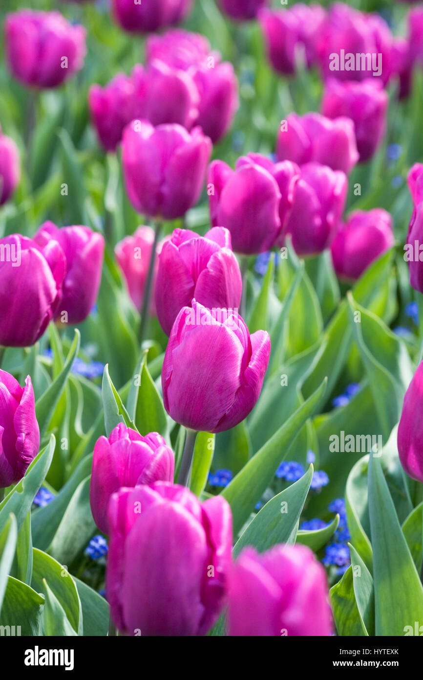Tulipa Purple Prince des fleurs. Banque D'Images
