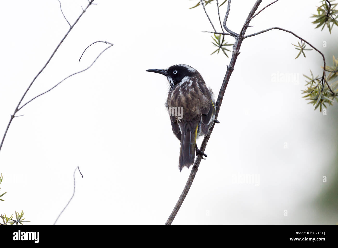Méliphage de New Holland. Phyidonyris novaehollandie. Margaret River, au sud ouest de l'Australie. Banque D'Images