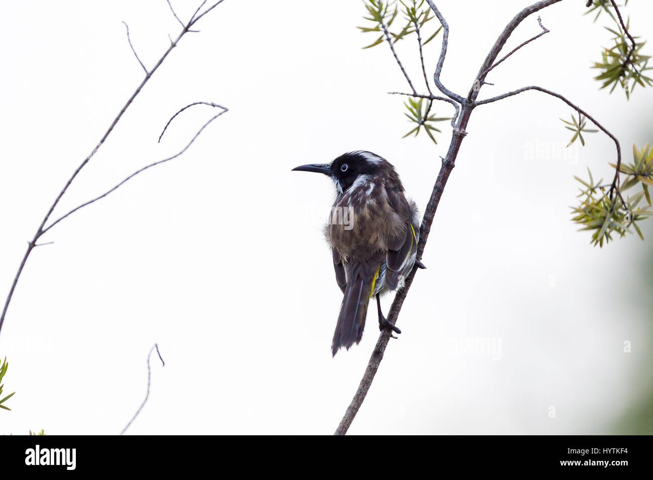 Méliphage de New Holland. Phyidonyris novaehollandie. Margaret River, au sud ouest de l'Australie. Banque D'Images