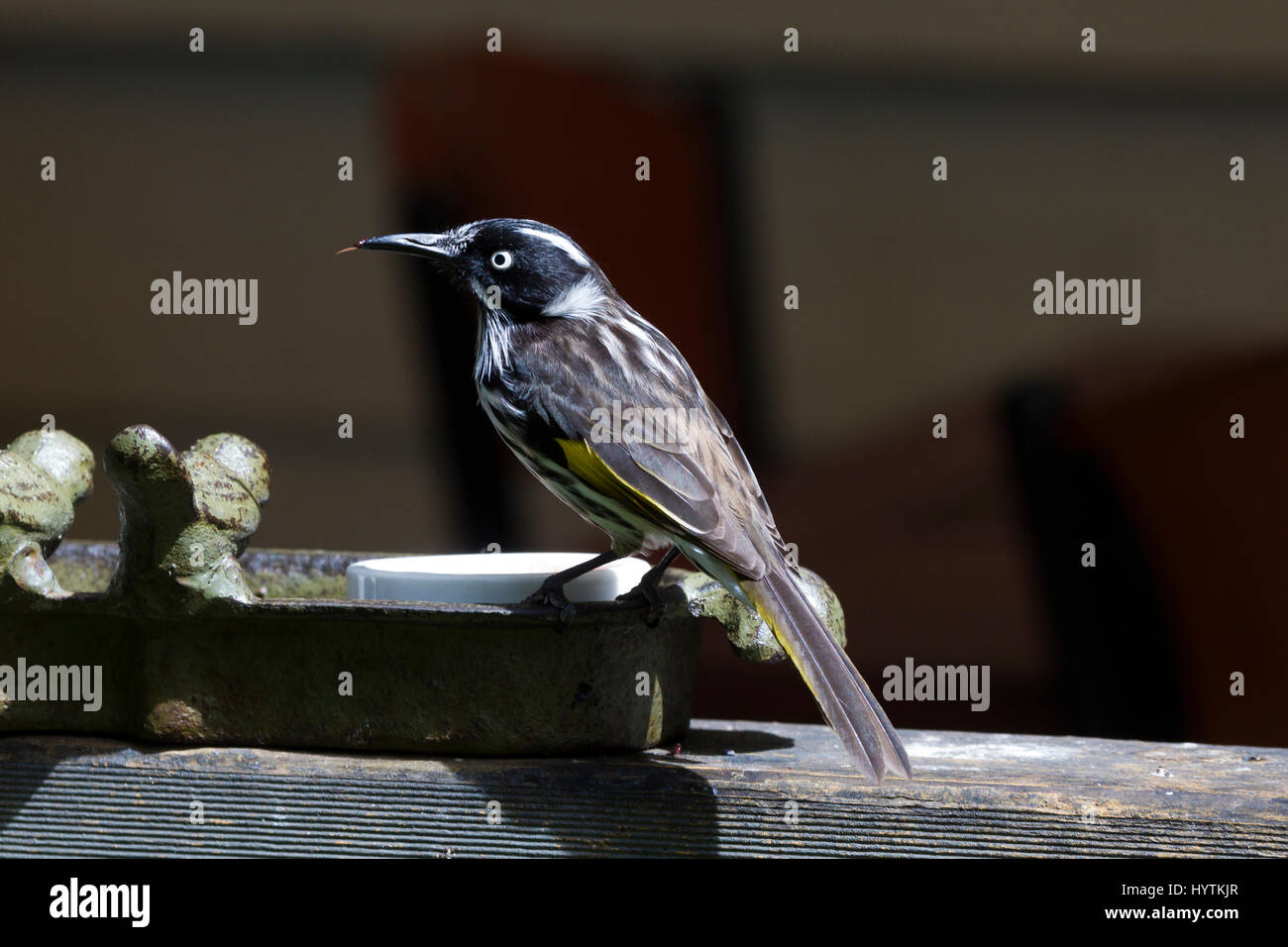 Méliphage de New Holland. Phyidonyris novaehollandie. Margaret River, au sud ouest de l'Australie. Banque D'Images