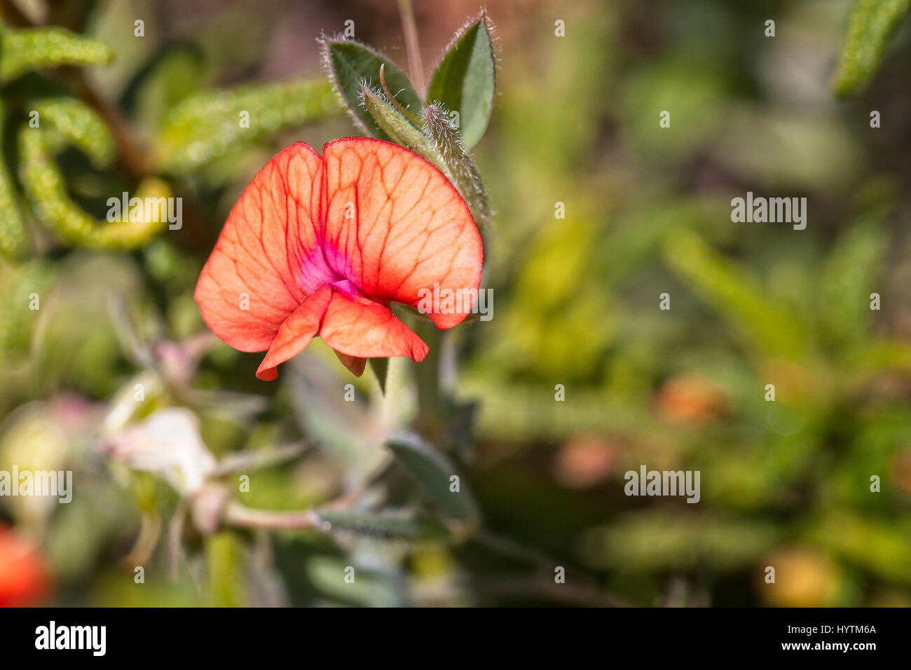 Les asperges-pois ou pois ailé, (Lotus tetragonolobus purpureus, Tetragonolobus), fleur, péninsule d'Akamas, Paphos, Chypre. Banque D'Images