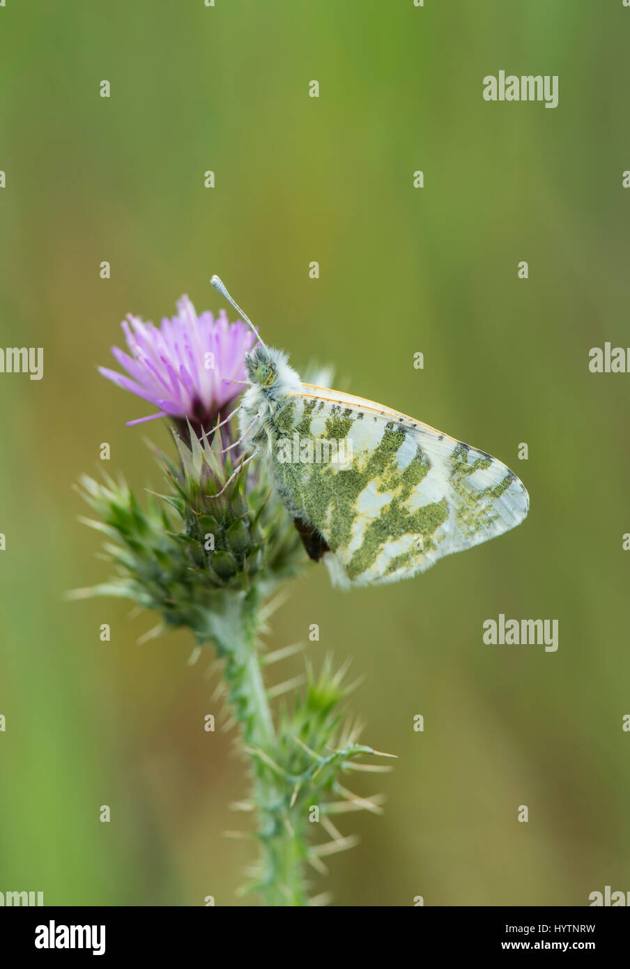 Green-Striped : Euchloe belemia papillon blanc. L'Estrémadure, Espagne. Banque D'Images