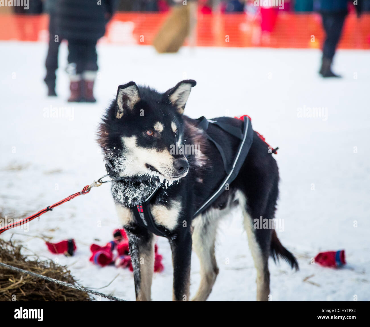 Les chiens de traîneau sibérien longue distance en attente d'une course en Norvège Banque D'Images