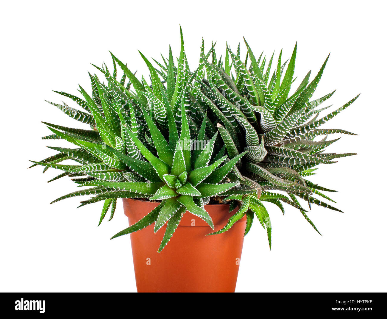 Plante succulente en pot de fleurs isolé sur fond blanc, Haworthia Fasciata  Photo Stock - Alamy