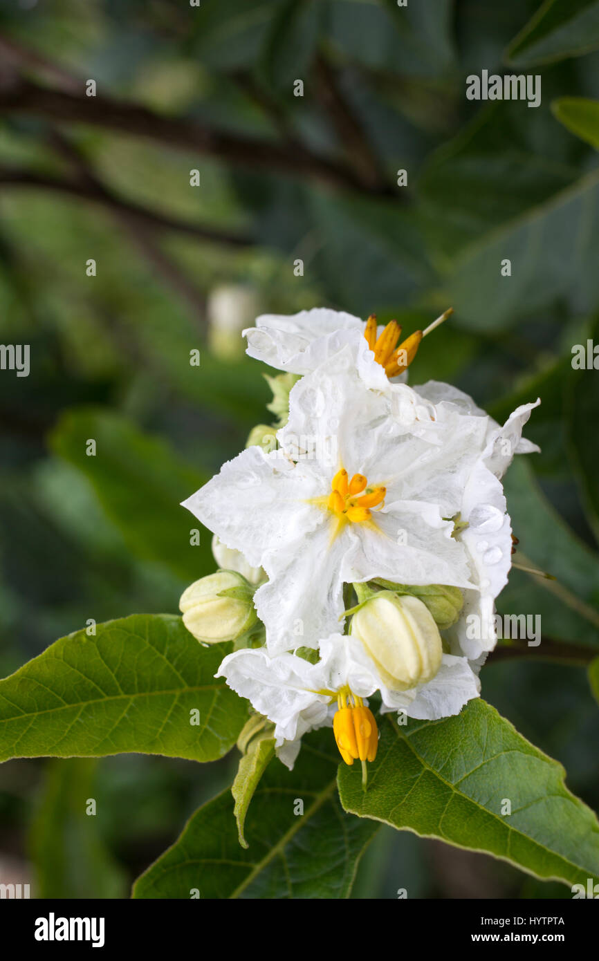 Solanum blanc fleur macro. La pomme de terre en fleurs. Jardin naturel Banque D'Images