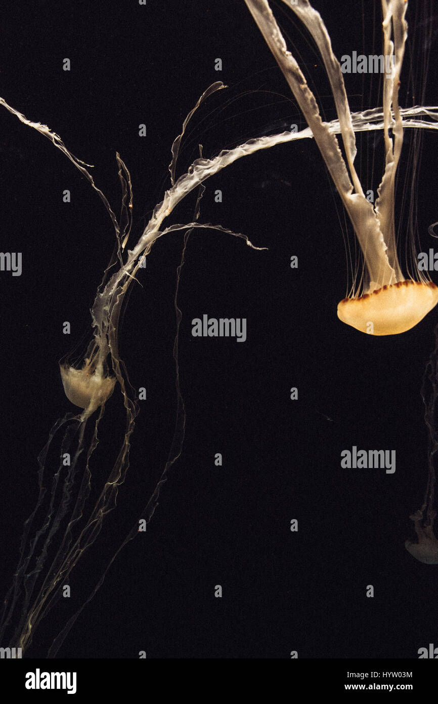 Banc de poissons à l'Aquarium de Monterey Bay, California, USA Banque D'Images