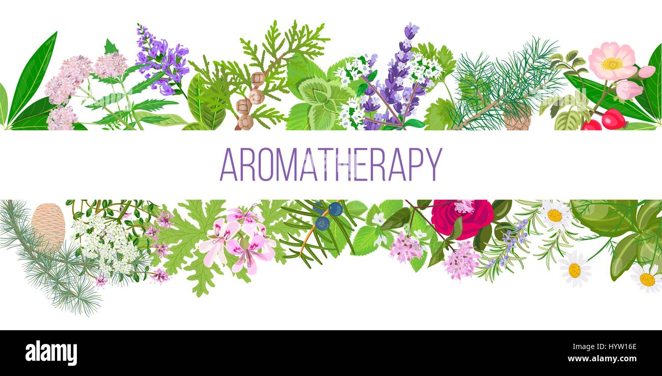Grande bannière ensemble d'huile essentielle populaire des plantes. Avec l'aromathérapie. texte ornement La menthe poivrée, Lavande, Sauge, mélisse, Rose, géranium, camomille, orega Illustration de Vecteur