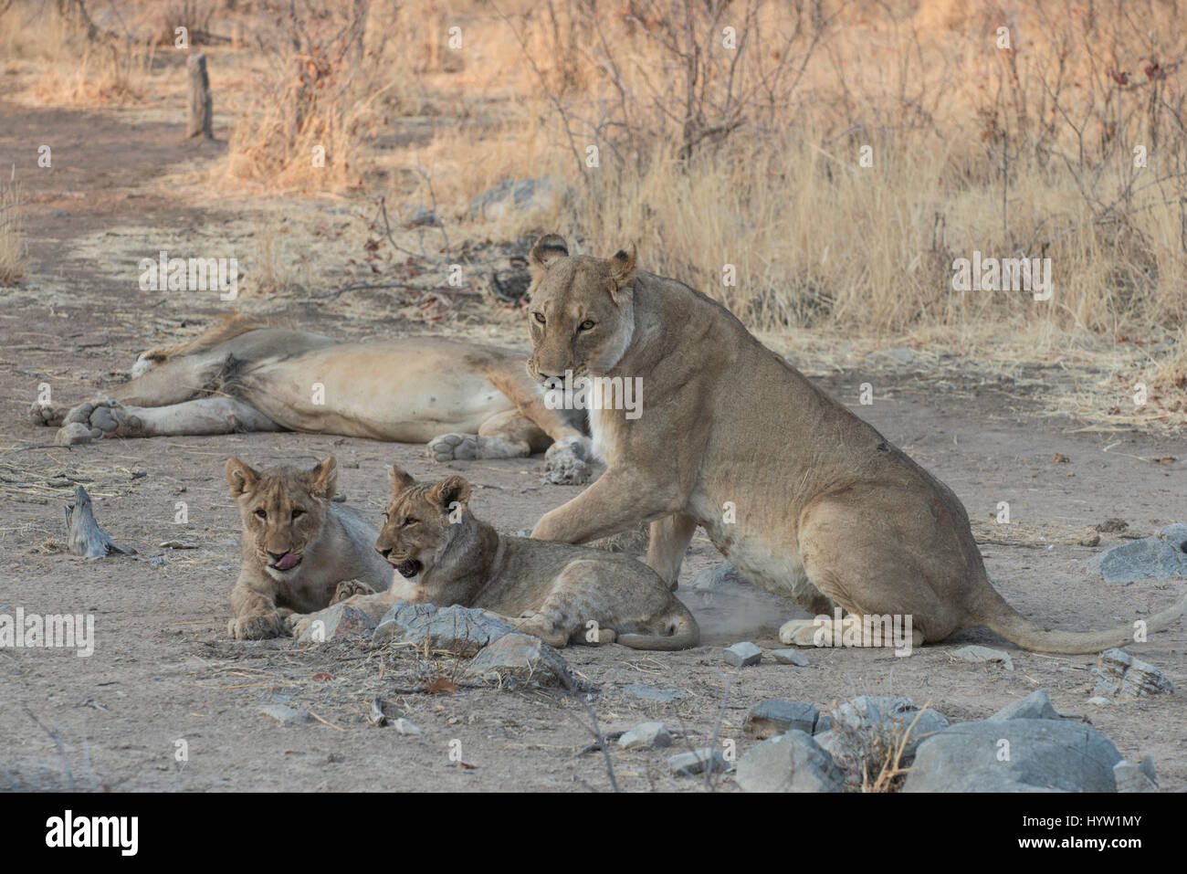 Lion : Panthera leo. La Namibie Banque D'Images