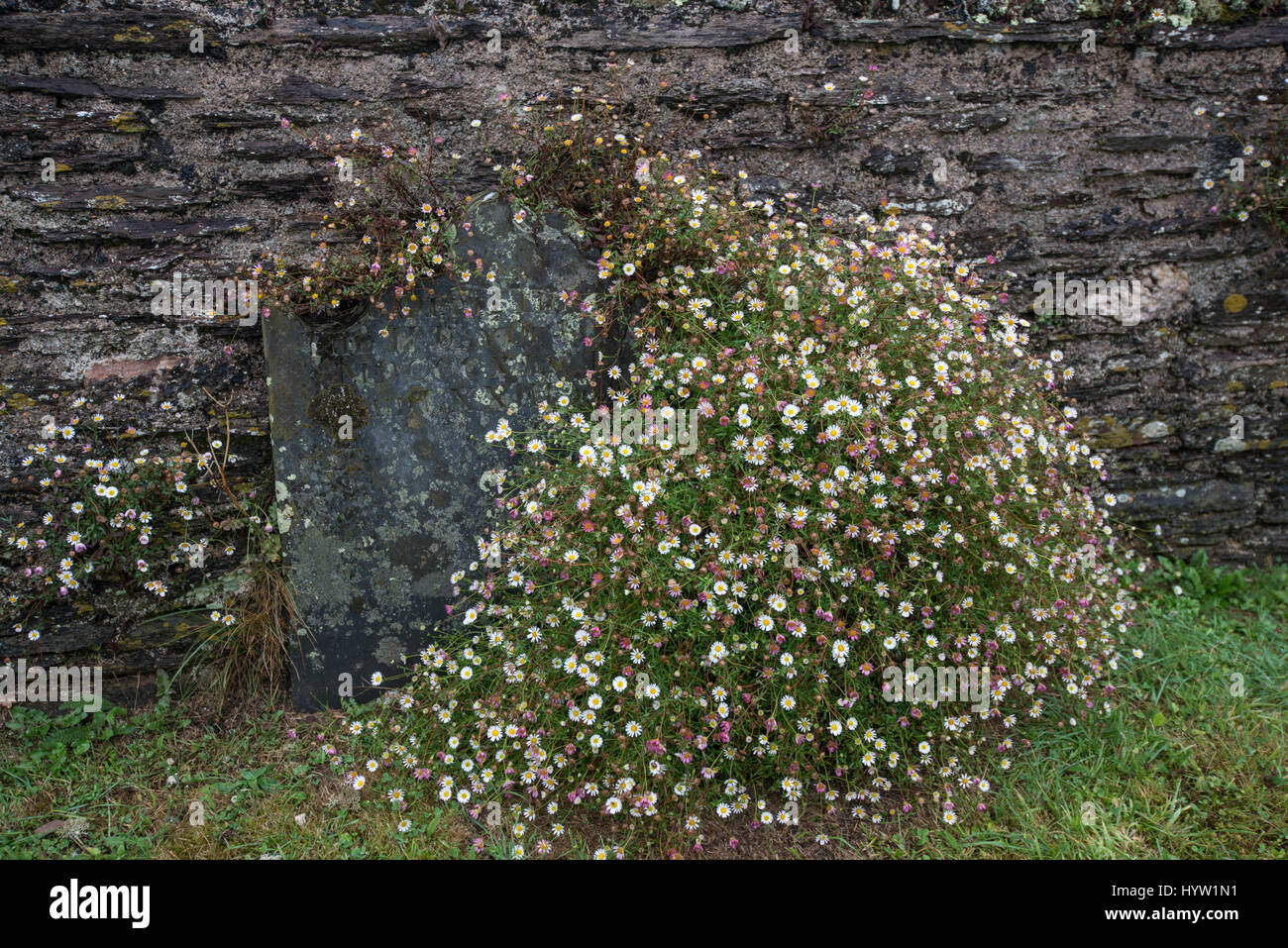 Daisy, Mexicain ou Fleabane Erigeron karvinskianus :. Dans l'ancien cimetière, lieu non identifié, dans le sud du Devon, UK Banque D'Images