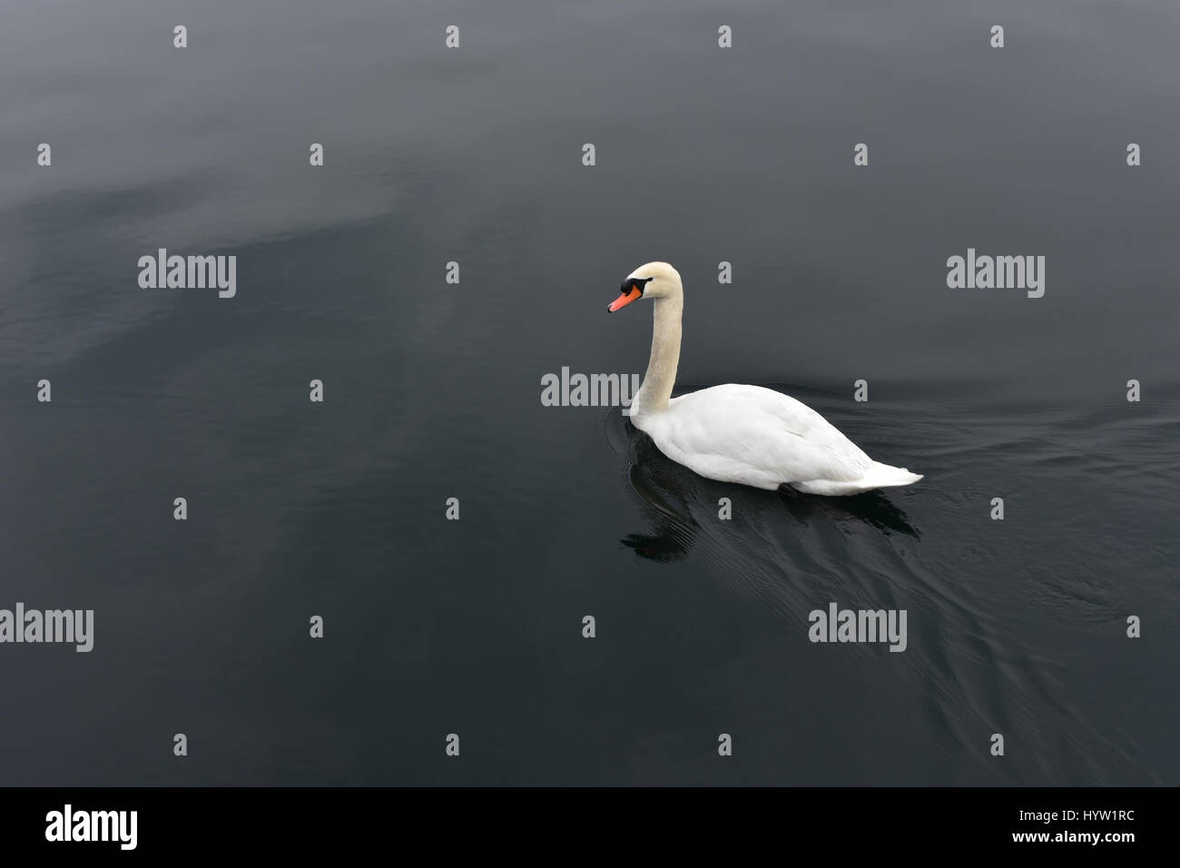 Cygne blanc dans le calme de l'eau noire Banque D'Images