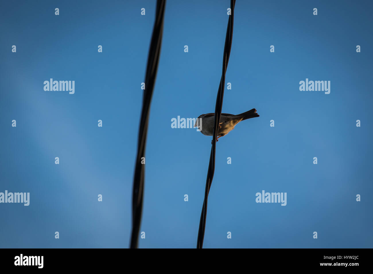 Oiseau sur fil Banque de photographies et d’images à haute résolution Alamy