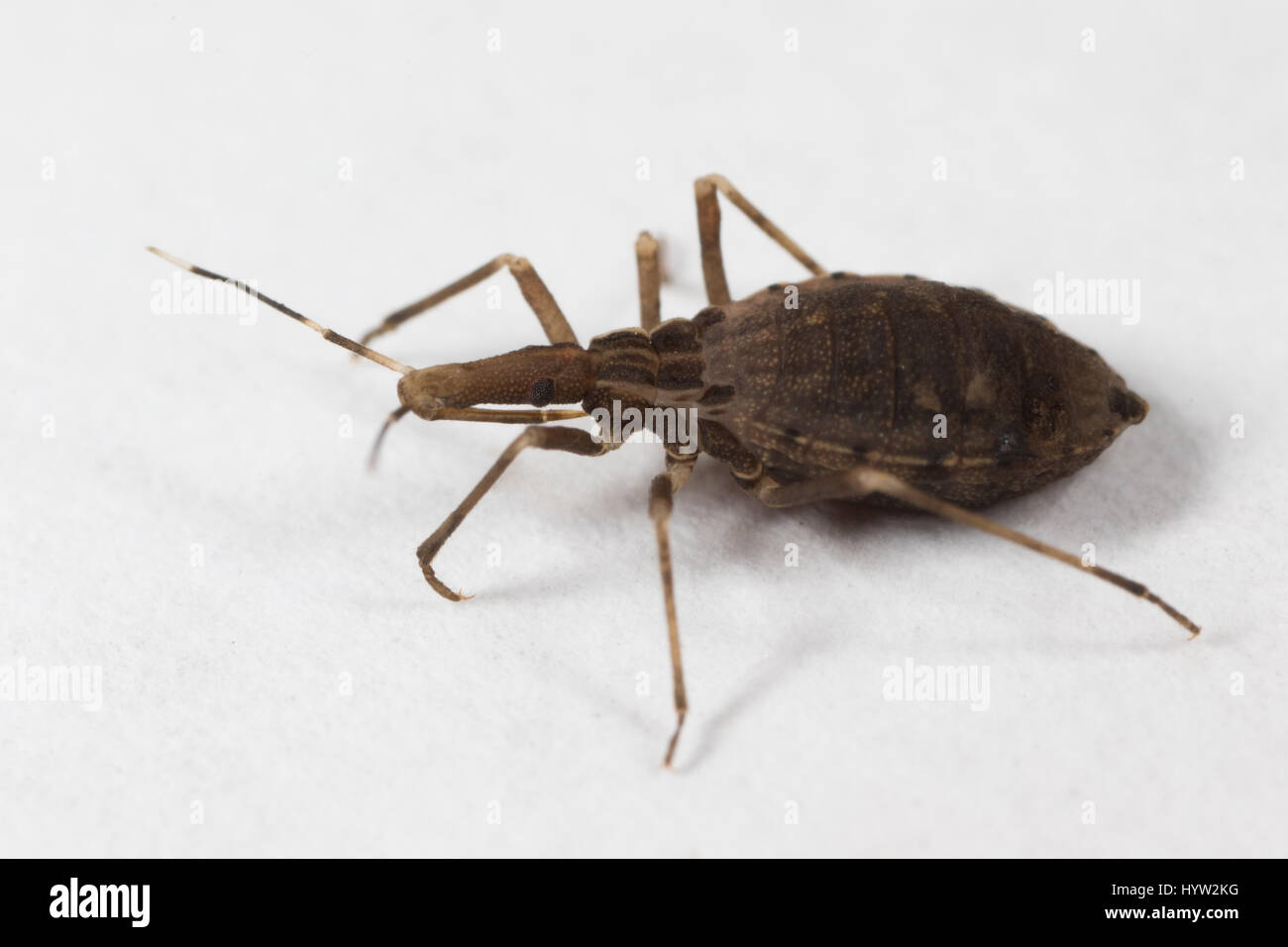 2e stade Rhodnius prolixus (kissing bug) nymphe - l'insecte qui transmet la maladie de Chagas Banque D'Images