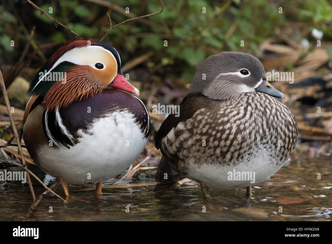 Paire de canards mandarins (Aix galericulata) Banque D'Images