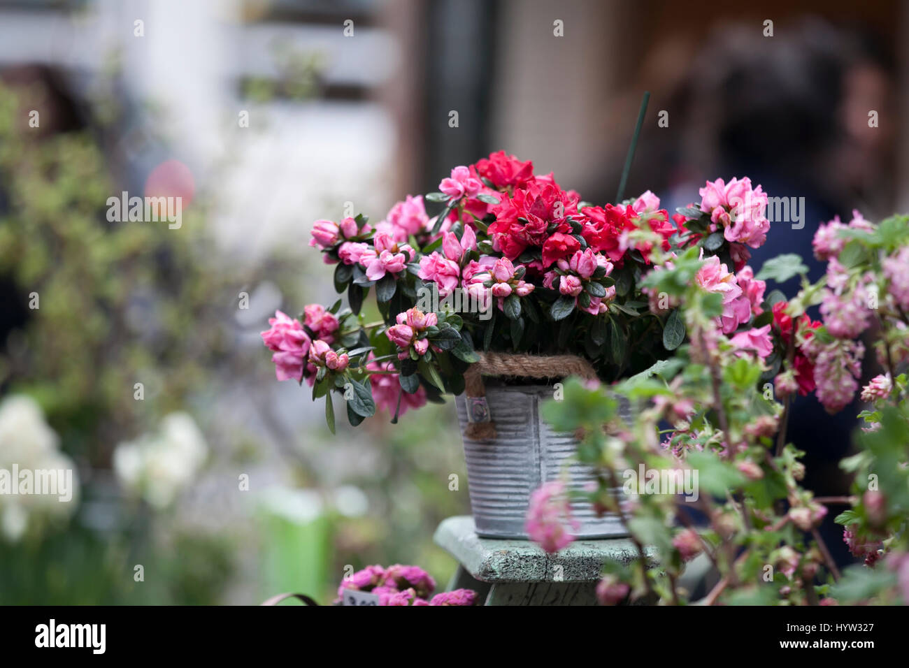 Pot avec Rhododendron cultiver - Azalea comme décoration Banque D'Images