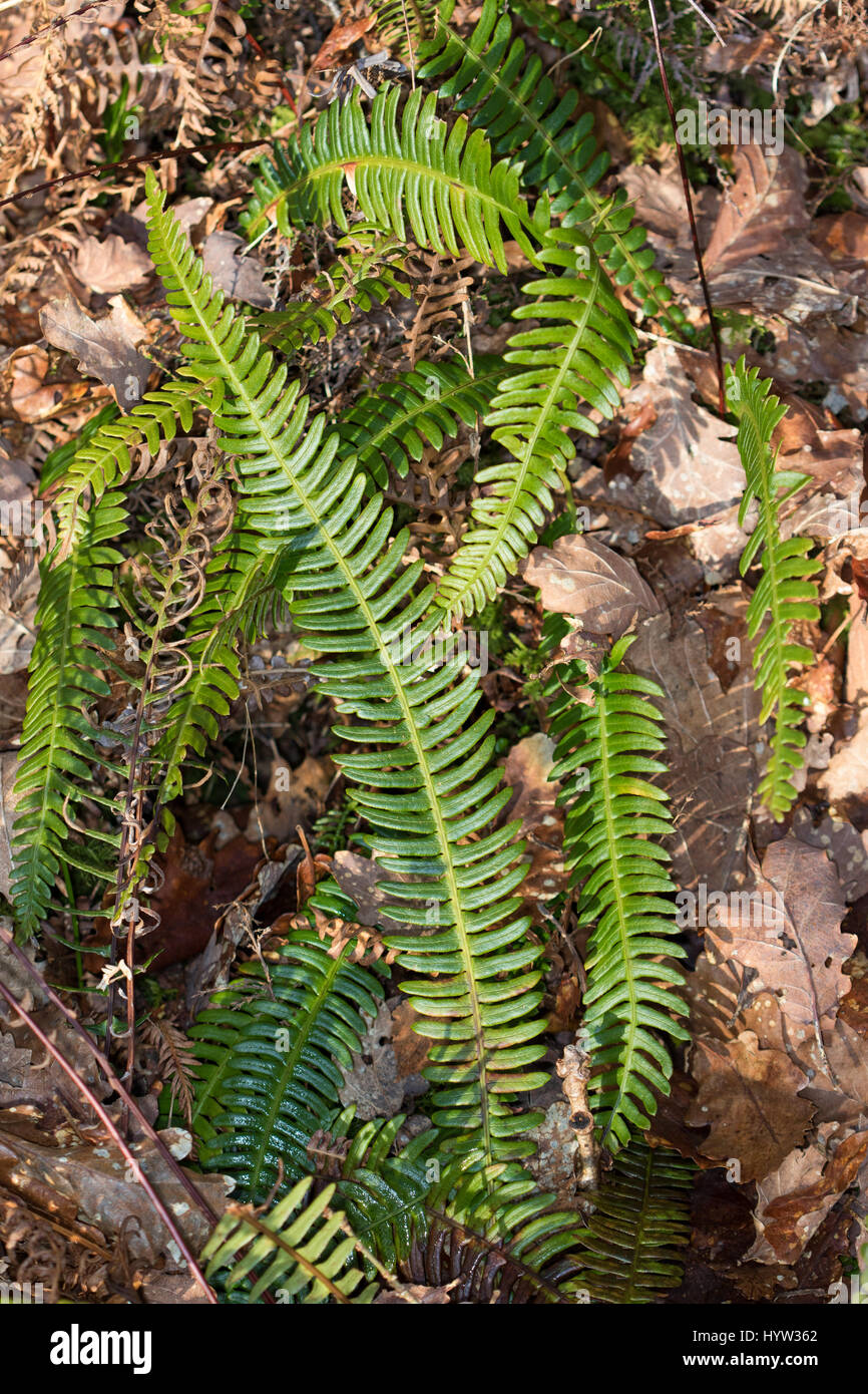 Fougère Blechnum spicant (dur) Banque D'Images