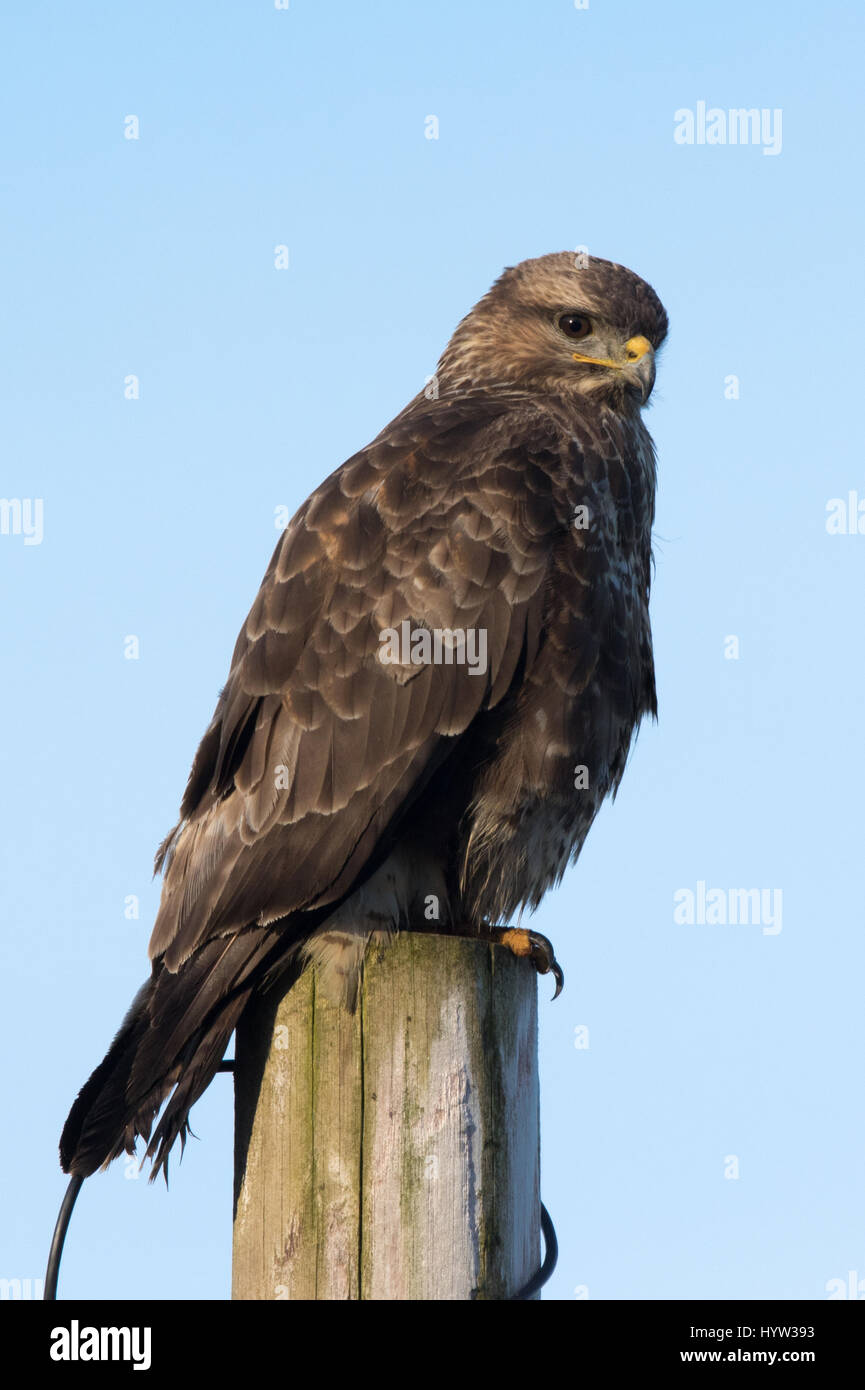 Eurasian Buzzard (Buteo buteo) Banque D'Images