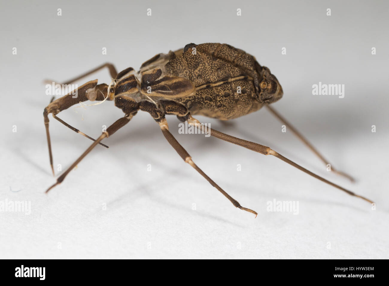 La peau de muer de Rhodnius prolixus (kissing bug) - l'insecte qui transmet le parasite (Trypanosoma cruzi) qui cause la maladie de Chagas Banque D'Images