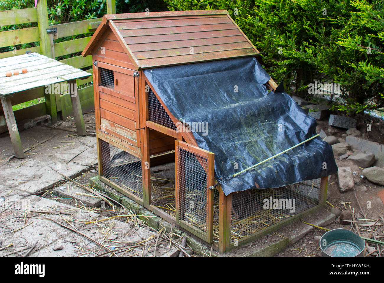 Un petit coup de poulet dans un jardin arrière boîtier dans l'Irlande du Nord qui abrite trois poules qui produisent des œufs biologiques. Banque D'Images