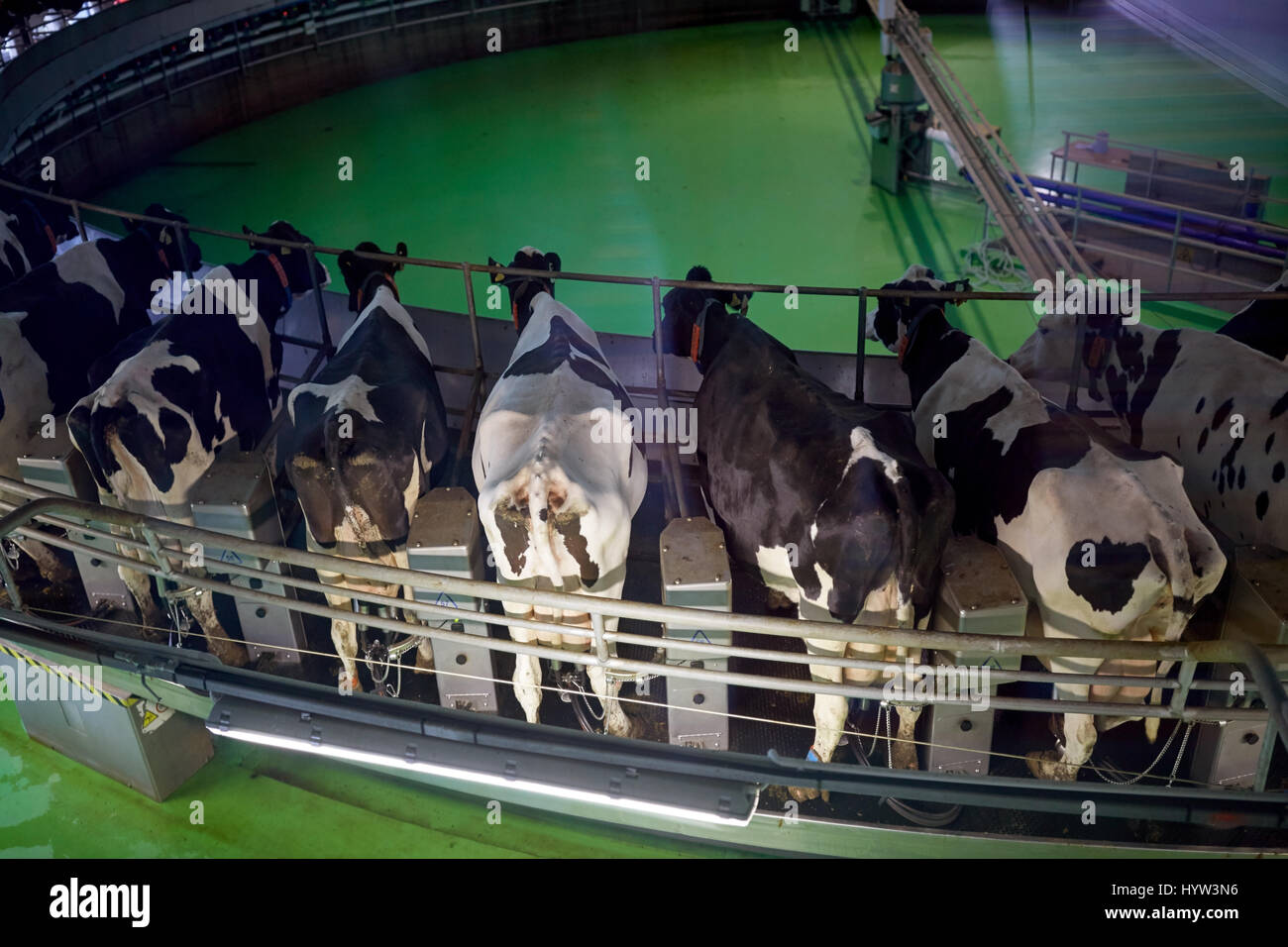 La traite des vaches à la ferme laitière canadienne système de salon rotatif Banque D'Images