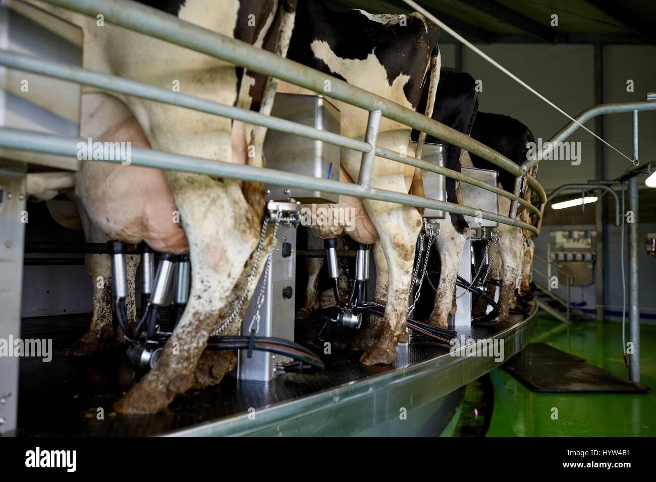 Machine à traire les vaches et au Rotary de farm Banque D'Images