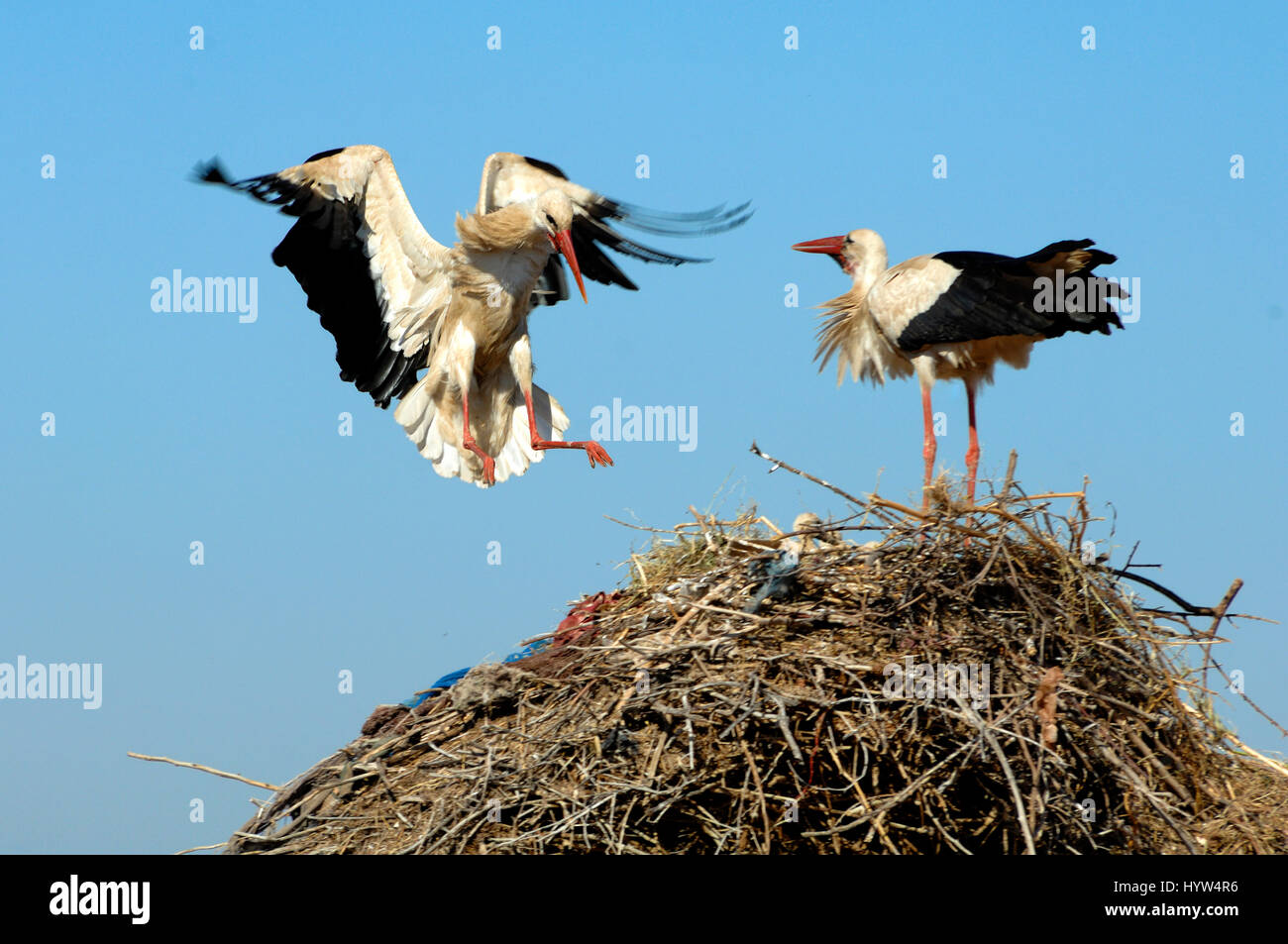 Cigogne blanche Ciconia ciconia, atterrissage, sur son nid Banque D'Images