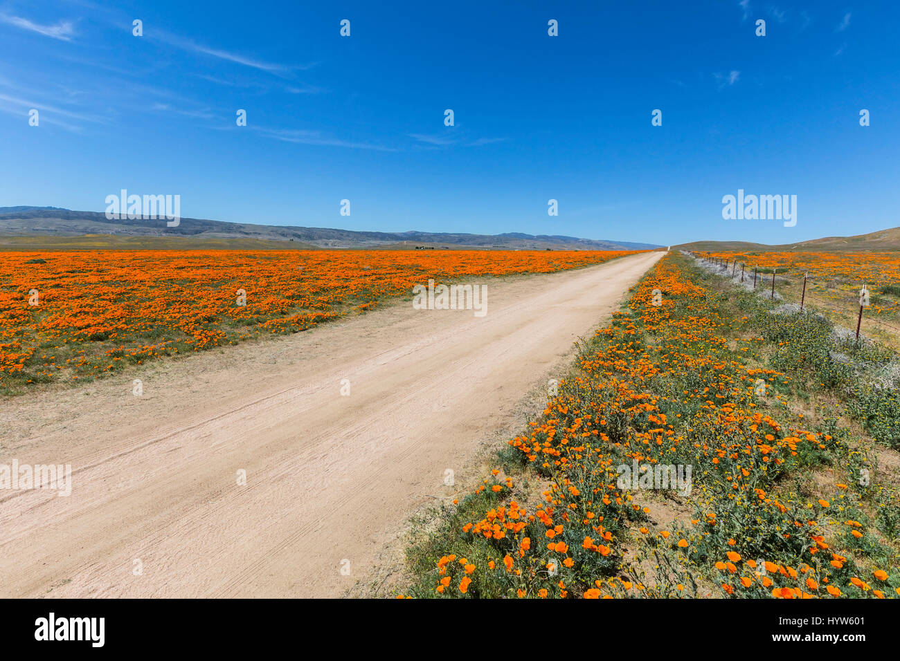 Route de terre dans les champs de fleurs sauvages de pavot près de Lancaster, Californie. Banque D'Images