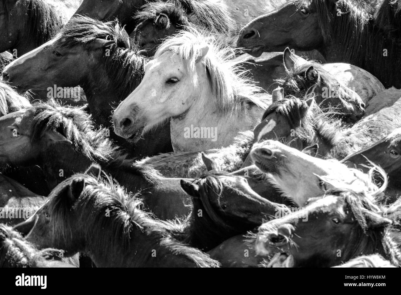 Vue rapprochée d'un groupe de chevaux sauvages Banque D'Images