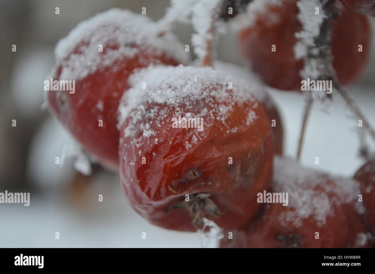 Pommes de crabe de neige sur les branches. Banque D'Images