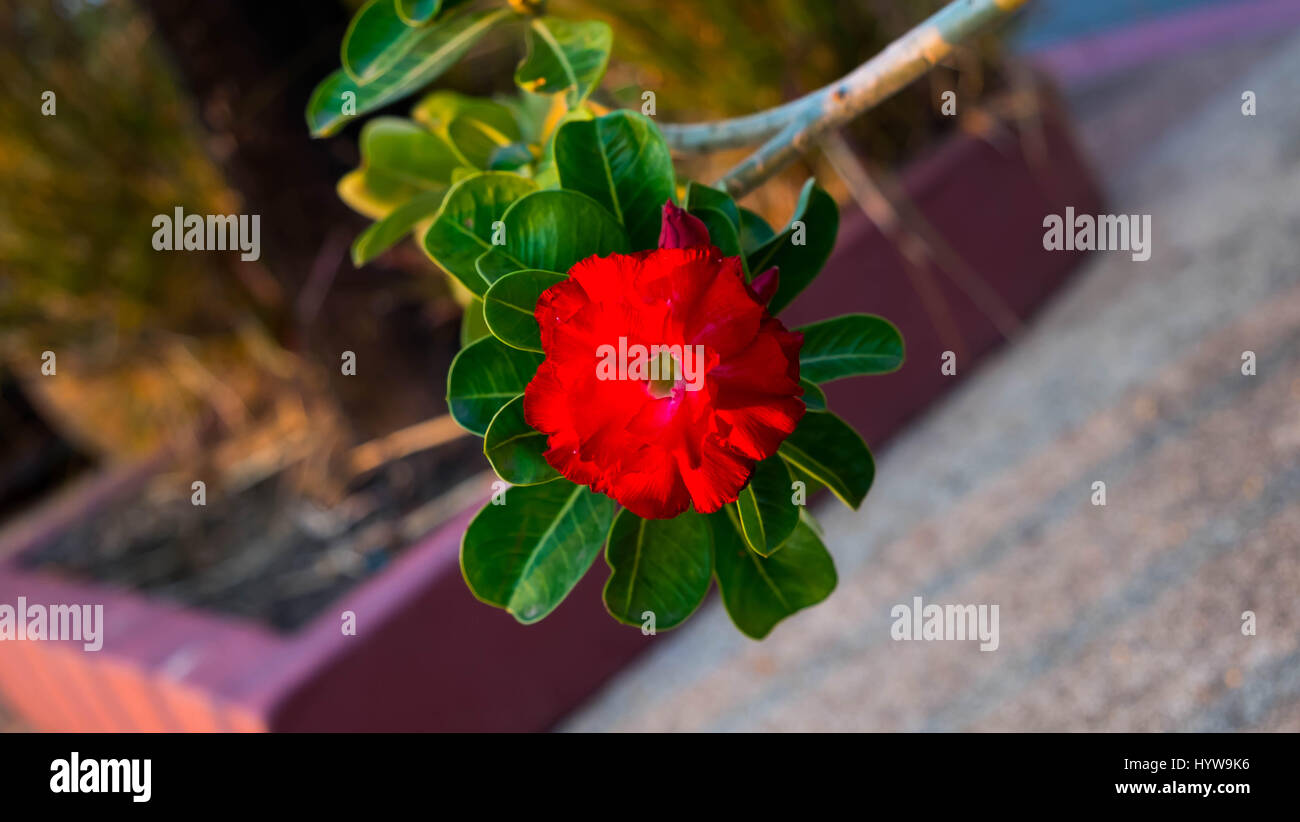 Adenium ou Desert rose fleur, Belle de fleur rouge Banque D'Images