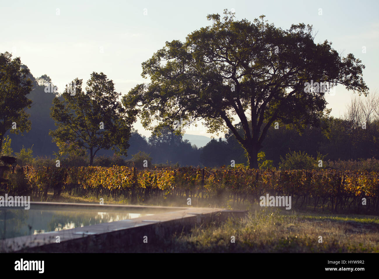 Beau matin vue sur un vignoble en Provence Banque D'Images