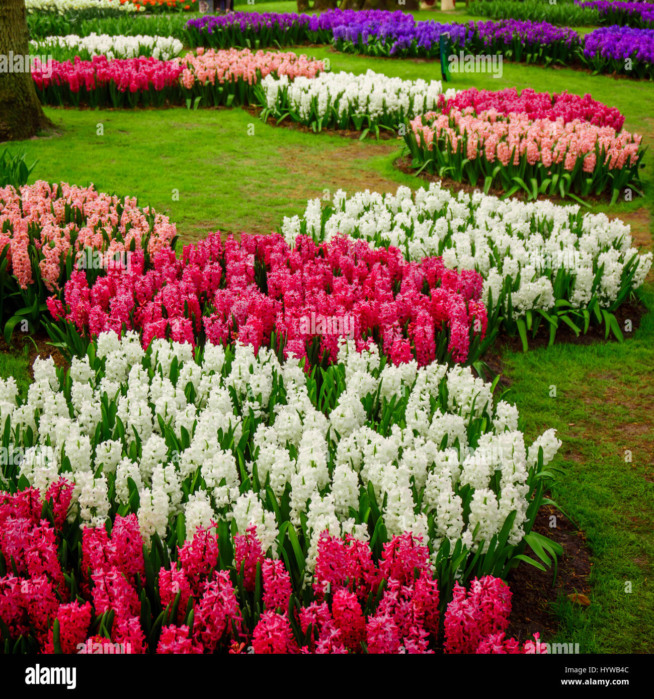 Belles jacinthes multicolores. Fleurs colorées au printemps fleur jacinthe  jardin Photo Stock - Alamy