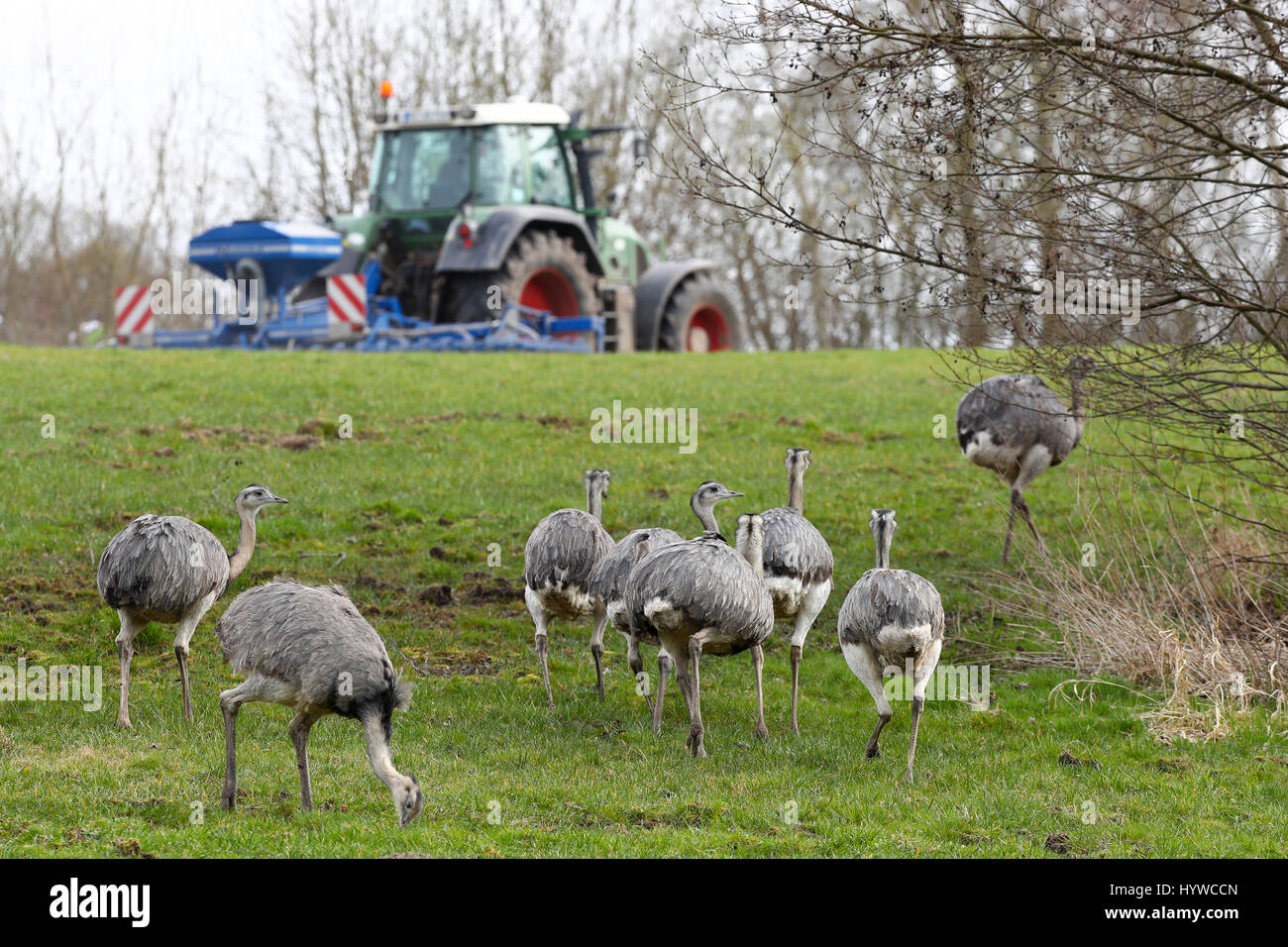 Un groupe de nandous sauvages peuvent être vus sur un champ entre Schönberg et Utecht, Allemagne, 31 mars 2017. L'Europe seule population sauvage de nandou maîtrisé les mois d'hiver et est actuellement en pleine croissance. Plus de 220 animaux ont été dénombrés à la fin de mars à la frontière entre Toscane et Schleswig-Holstein, dans le nord de l'Allemagne. Photo : Christian Charisius/dpa Banque D'Images