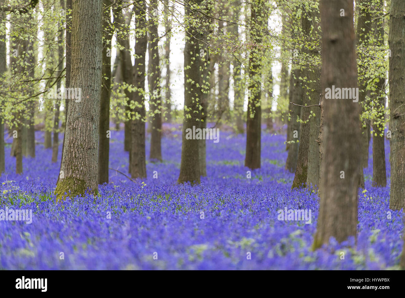 HERTFORDSHIRE, Royaume-Uni. 25 avril 2017. Jacinthes en fleurs en bois Dockey sur l'Ashridge Estate. Des travaux sont en cours pour protéger les jacinthes et encourager les visiteurs à rester sur le sentiers balisés. Banque D'Images