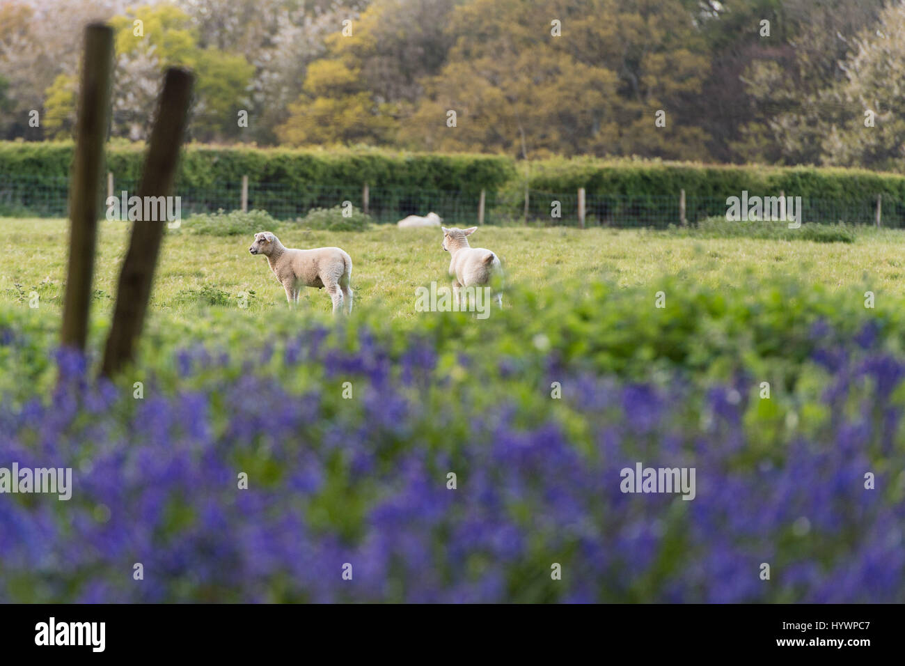 HERTFORDSHIRE, Royaume-Uni. 25 avril 2017. Jacinthes en fleurs en bois Dockey sur l'Ashridge Estate. Des travaux sont en cours pour protéger les jacinthes et encourager les visiteurs à rester sur le sentiers balisés. Banque D'Images