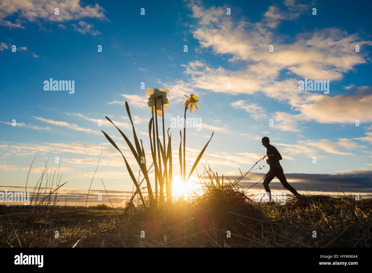 Billingham, UK. 7 avril, 2017. Météo : un jogger bénéficiant d'un magnifique lever de soleil à Cowpen Bewley Woodland Park en Billingham que domine la haute pression météo Royaume-uni, avec des températures dans la basse d'environ 25 ans, (c) prévisions pour une grande partie de la Grande-Bretagne au cours de la fin de semaine. Credit : ALAN DAWSON/Alamy Live News Banque D'Images