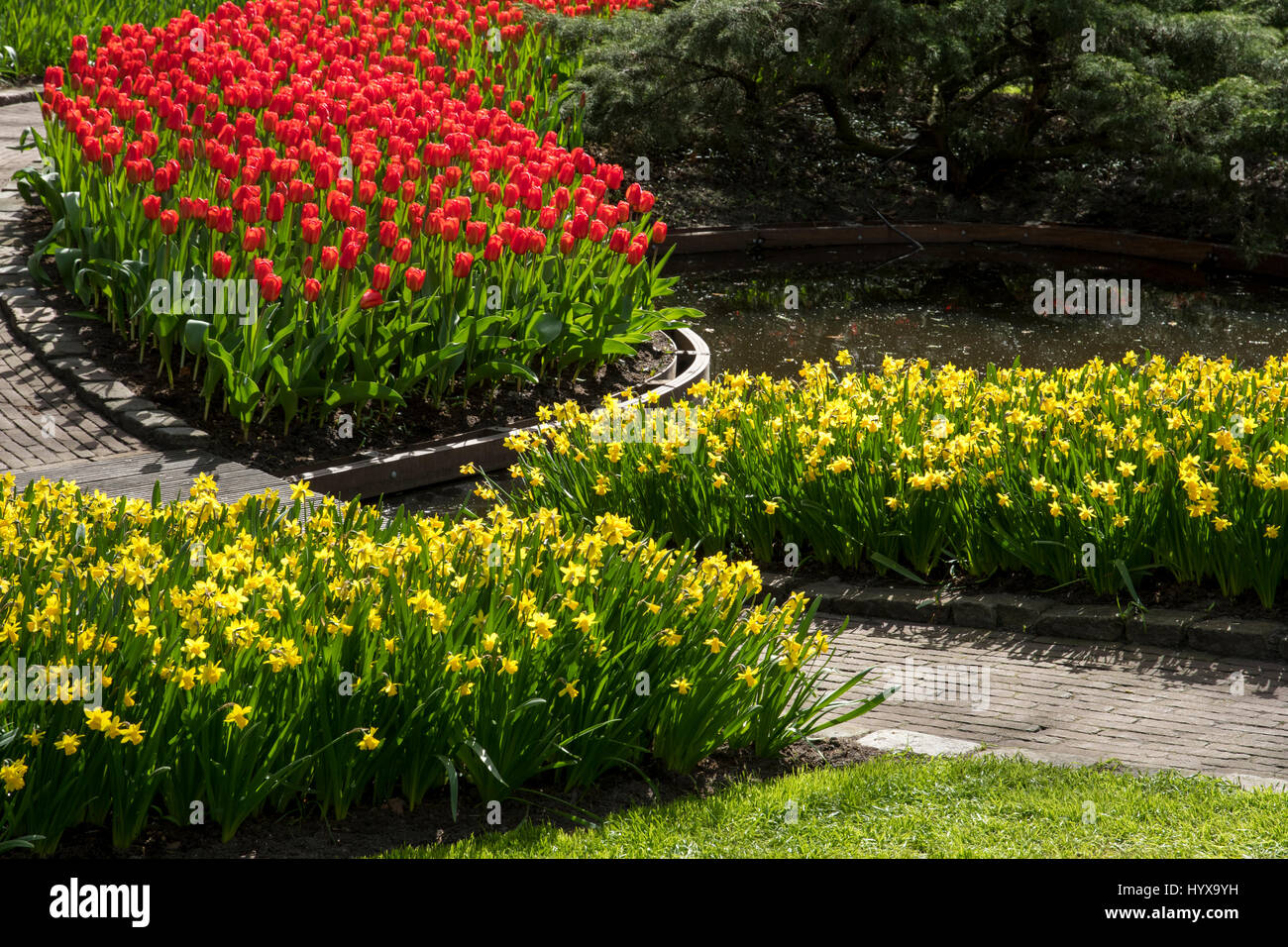 Tulipa, narcisse, Banque D'Images